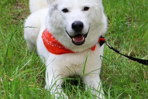 В дар собаку. Белый красавец Норд в добрые руки. Фото4