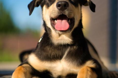 В дар собаку. Умняшка Принцесса — щенок в добрые руки. Фото1