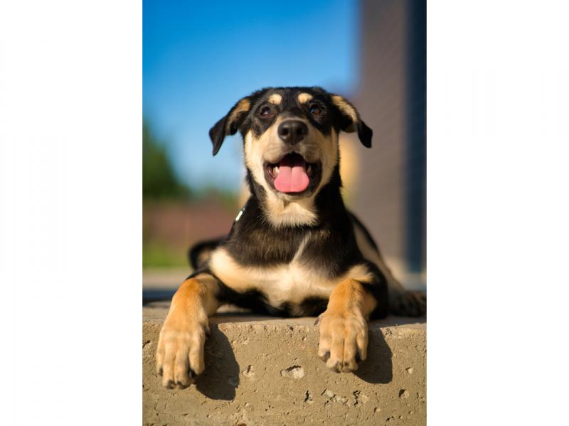 В дар собаку