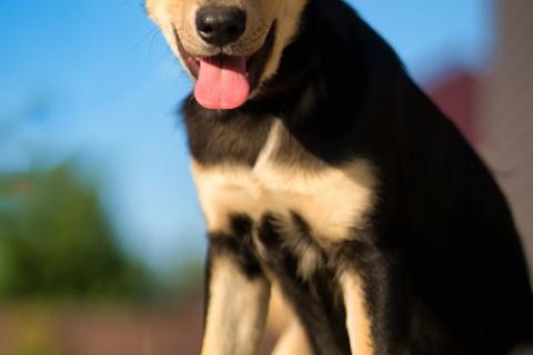 В дар собаку. Умняшка Принцесса — щенок в добрые руки. Фото3