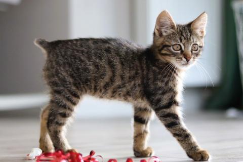 В дар кошку. Бесхвостый котёнок Кевин в добрые руки. Фото1