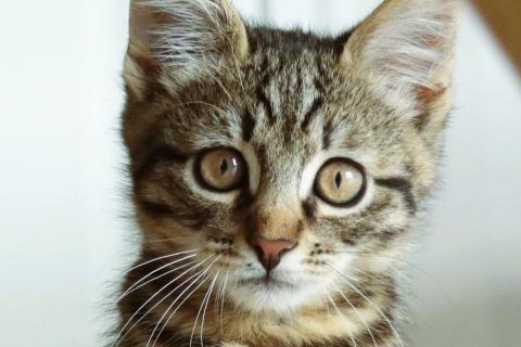 В дар кошку. Бесхвостый котёнок Кевин в добрые руки. Фото2