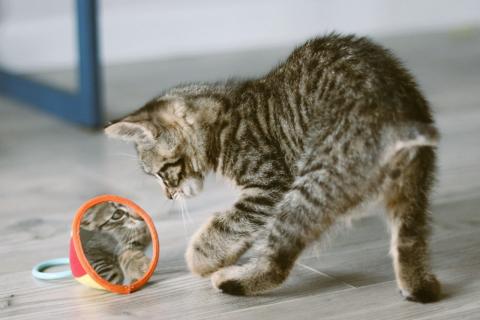 В дар кошку. Бесхвостый котёнок Кевин в добрые руки. Фото3