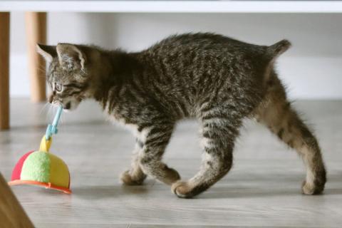 В дар кошку. Бесхвостый котёнок Кевин в добрые руки. Фото4