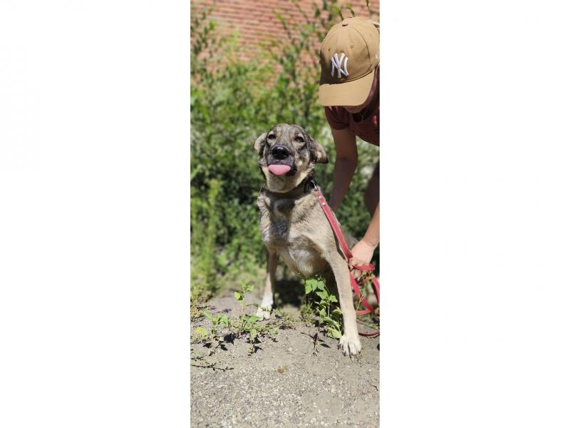 В дар собаку