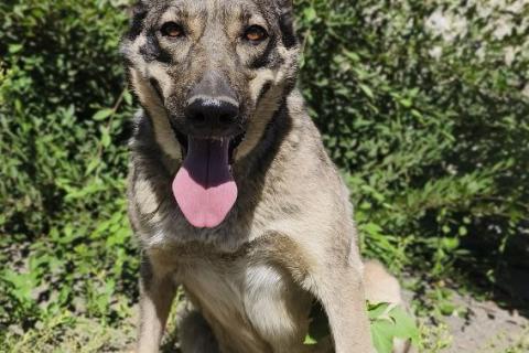 В дар собаку. Ласковая собачка в приюте. Фото2