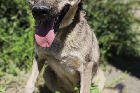 В дар собаку. Ласковая собачка в приюте. Фото3