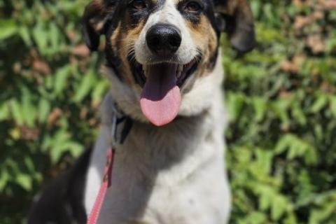 В дар собаку. Пёс Гриша жил на остановке и в снег и в дождь…. Фото1