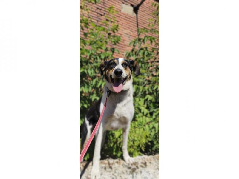 В дар собаку