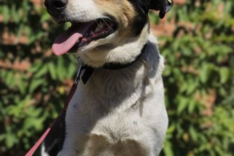 В дар собаку. Пёс Гриша жил на остановке и в снег и в дождь…. Фото2