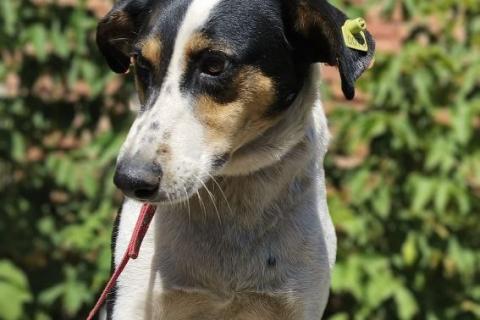 В дар собаку. Пёс Гриша жил на остановке и в снег и в дождь…. Фото4