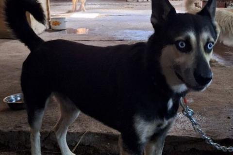 В дар собаку. Голубоглазый ласковый пёс Харлей в дар. Фото1