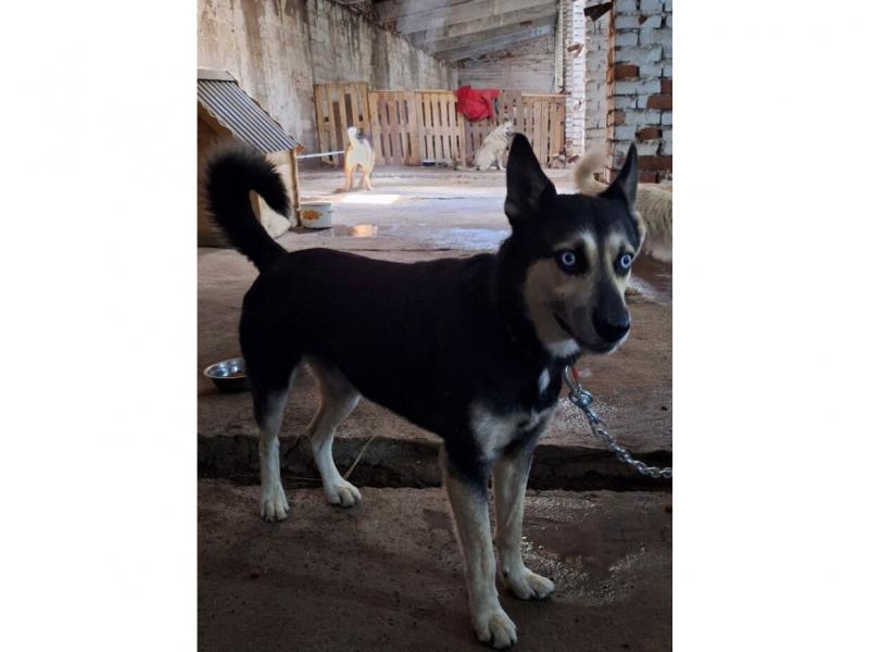 В дар собаку