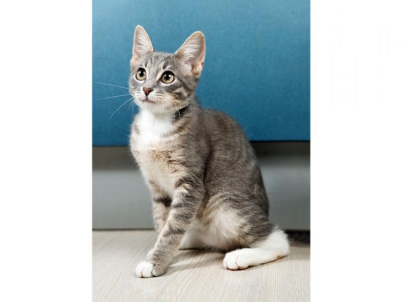 В дар кошку