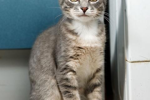 В дар кошку. Котёнок Листик, полосатый ангелочек ищет дом. Фото2