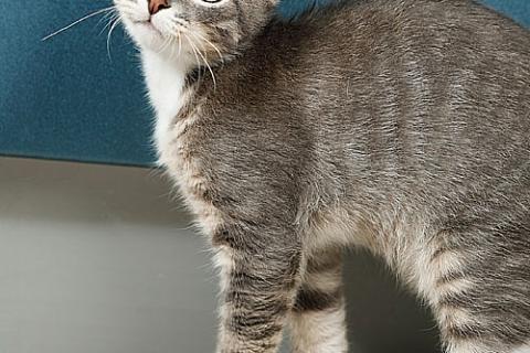 В дар кошку. Котёнок Листик, полосатый ангелочек ищет дом. Фото3