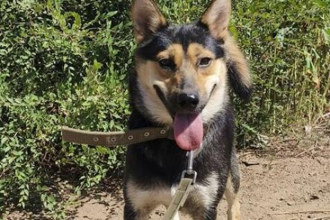 В дар собаку. Сиба-ину Иви-Ириска в дар. Фото1