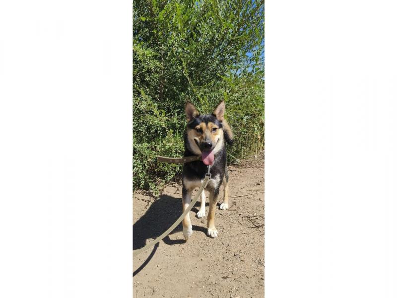 В дар собаку