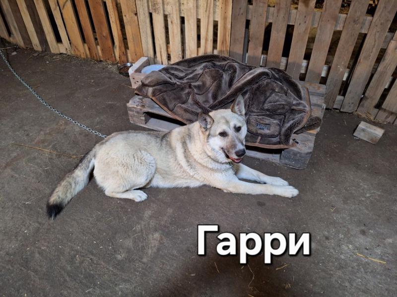 В дар собаку