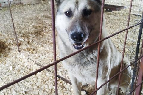 В дар собаку. Ласковый и добрый пёс Гарри в приюте. Фото2