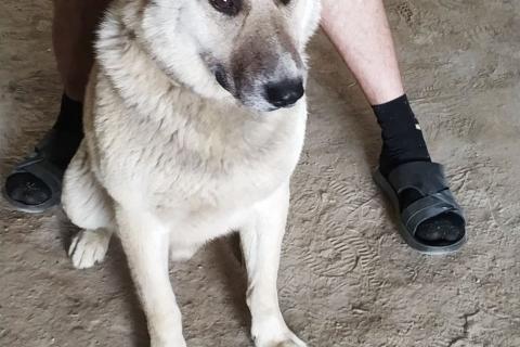 В дар собаку. Ласковый и добрый пёс Гарри в приюте. Фото4