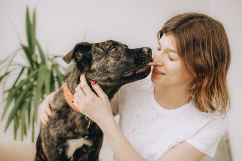 В дар собаку. Молодая девочка метис породы алано эспаньол ищет дом. Фото1