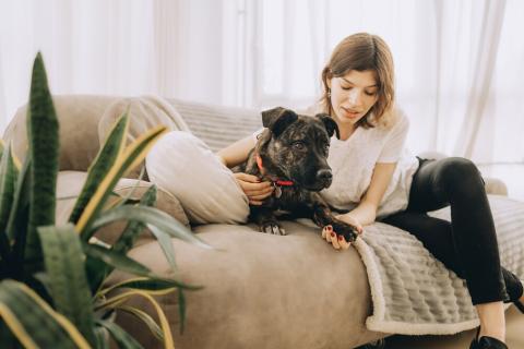 В дар собаку. Молодая девочка метис породы алано эспаньол ищет дом. Фото4