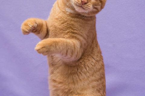 В дар кошку. Рыжий и трехцветный особенные котята в дар. Фото2