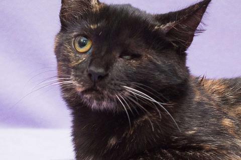 В дар кошку. Рыжий и трехцветный особенные котята в дар. Фото4