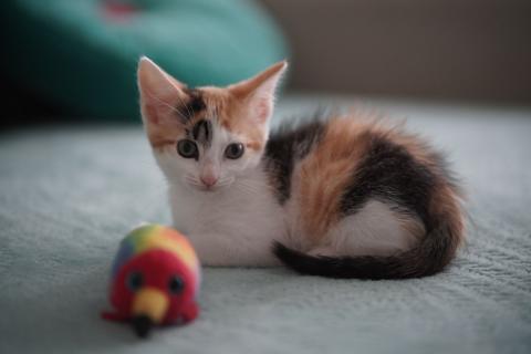 В дар кошку. Очаровательные двухмесячные котята ищут семью. Фото1