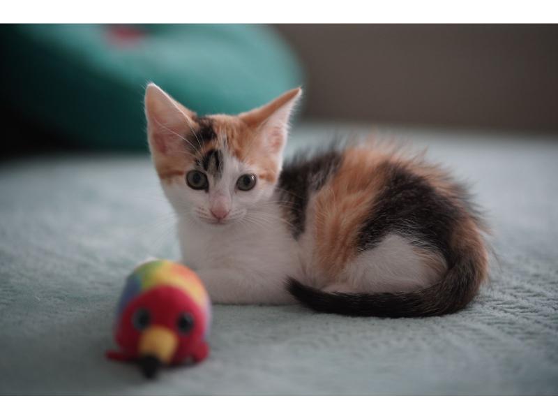 В дар кошку