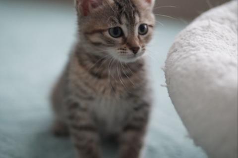 В дар кошку. Очаровательные двухмесячные котята ищут семью. Фото3