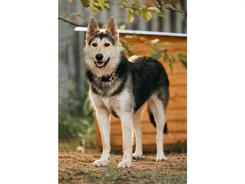 В дар собаку