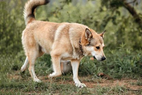 В дар собаку. Очень нужны добрые дома подросткам-собакам, отличным охранникам. Фото4