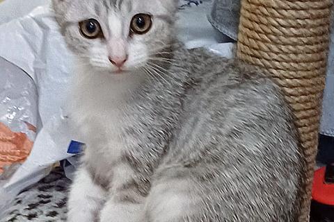 В дар кошку. Котенок Масик, серебристо-серый позитивчик ищет дом. Фото1