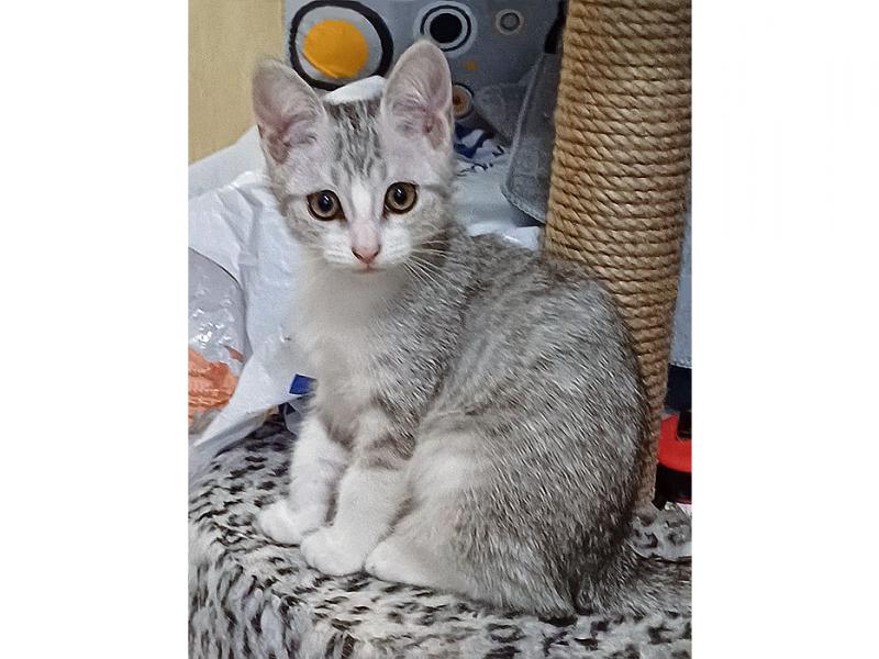 В дар кошку