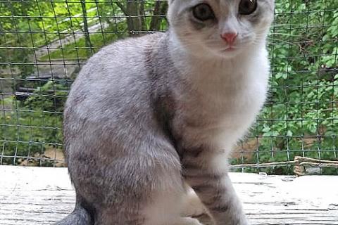 В дар кошку. Котенок Масик, серебристо-серый позитивчик ищет дом. Фото2