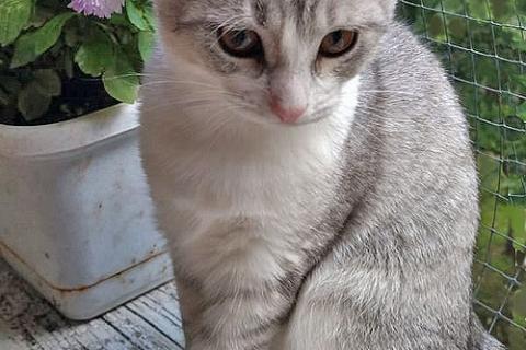 В дар кошку. Котенок Масик, серебристо-серый позитивчик ищет дом. Фото4