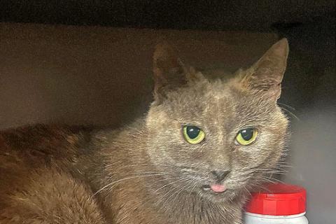 В дар кошку. Невероятно ласковая кошечка Гайка, метис Русской голубой в дар. Фото1