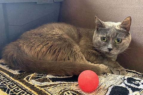 В дар кошку. Невероятно ласковая кошечка Гайка, метис Русской голубой в дар. Фото2