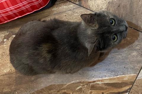 В дар кошку. Невероятно ласковая кошечка Гайка, метис Русской голубой в дар. Фото4