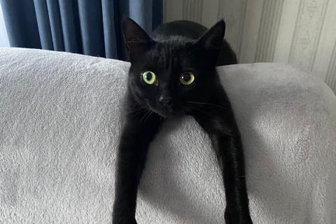 В дар кошку. Молодой черный кот Бася в добрые руки. Фото2
