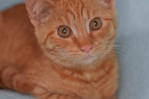 В дар кошку. Котята: ярко-рыжий, метис мейн-куна и русской голубой в дар. Фото2