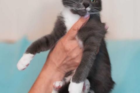 В дар кошку. Котята: ярко-рыжий, метис мейн-куна и русской голубой в дар. Фото3