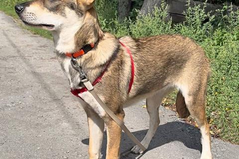 В дар собаку. Очаровательная девочка-щенок Марта ищет дом и любящую семью. Фото1