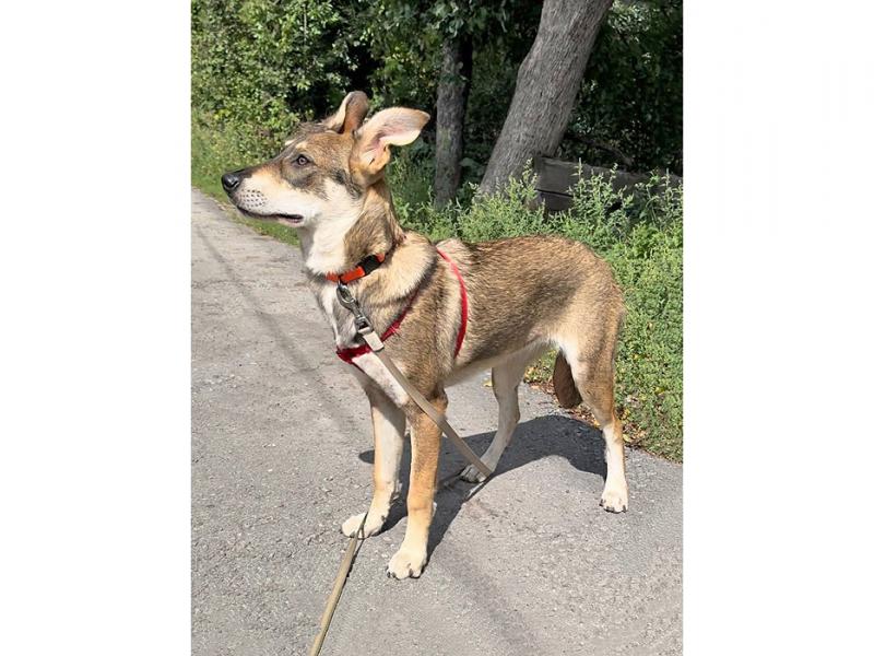 В дар собаку