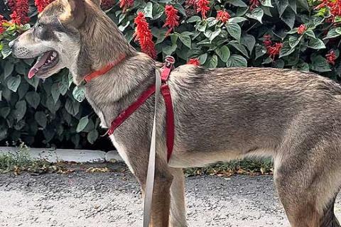 В дар собаку. Очаровательная девочка-щенок Марта ищет дом и любящую семью. Фото4