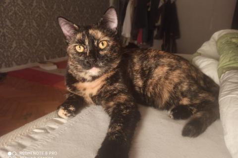 В дар кошку. Чешуйчатая черепаха кошка Мила в дар. Фото1