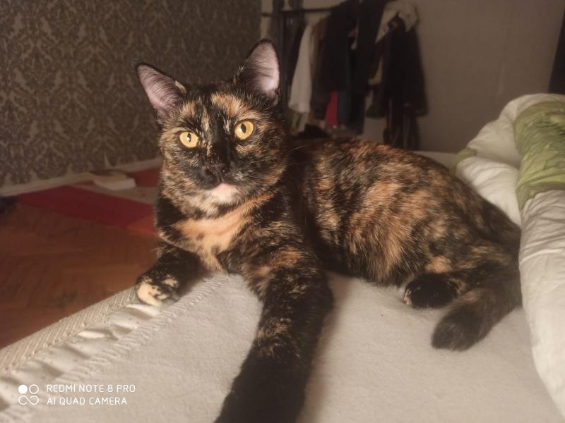 В дар кошку