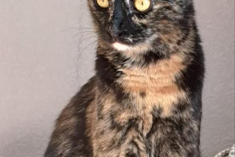 В дар кошку. Чешуйчатая черепаха кошка Мила в дар. Фото2